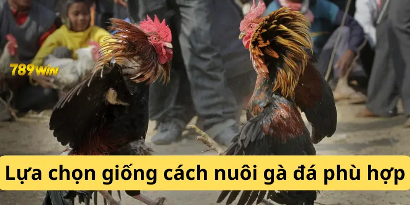 Lựa chọn giống cách nuôi gà đá phù hợp