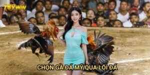 Chọn gà đá Mỹ qua lối đá 789win: Chiến thuật nhận diện chuẩn xác